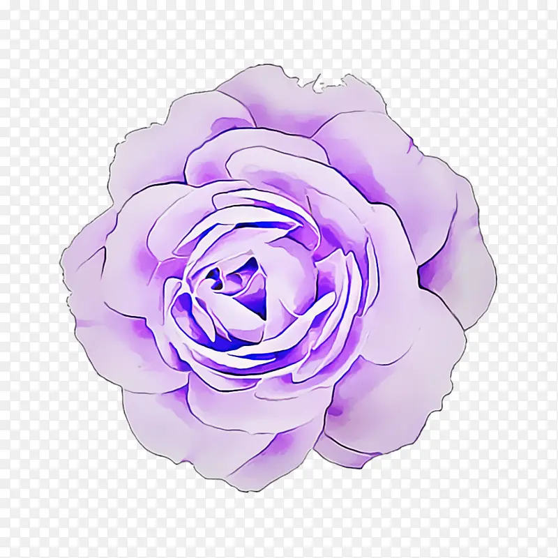 紫罗兰 紫色 花朵
