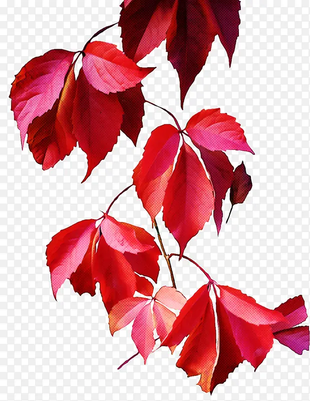 叶子 红色 树