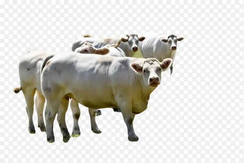 牛 牛群 牲畜