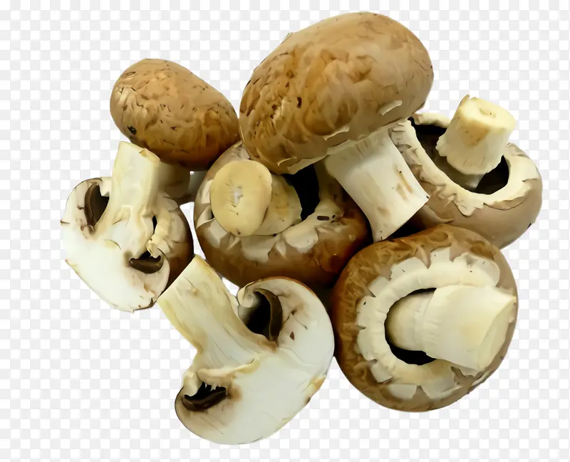 香菇 蘑菇 蘑菇科