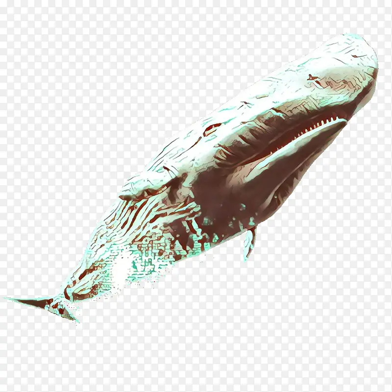 卡通 海洋哺乳动物 座头鲸