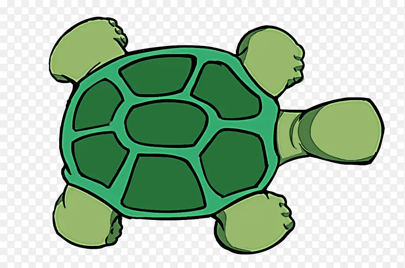 绿色 乌龟 海龟