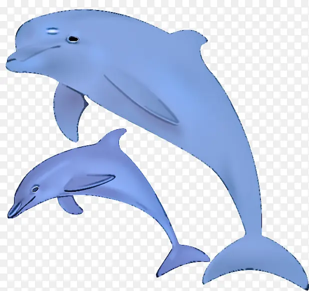 海豚 普通宽吻海豚 宽吻海豚