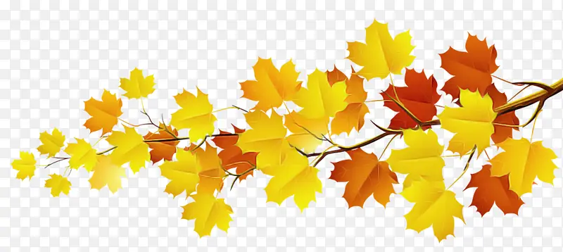 叶子 树 黄色