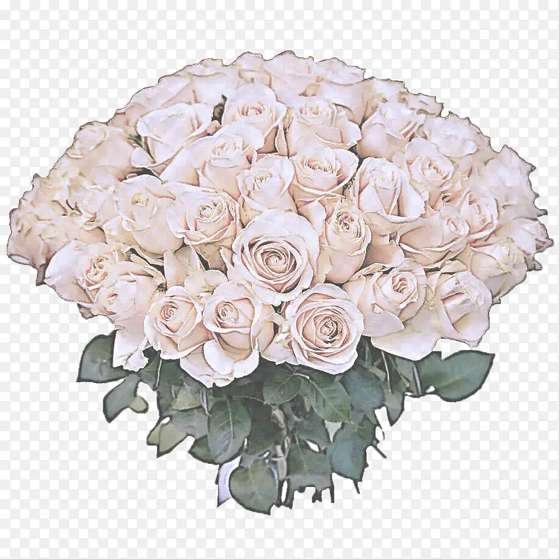 花朵 玫瑰 白色