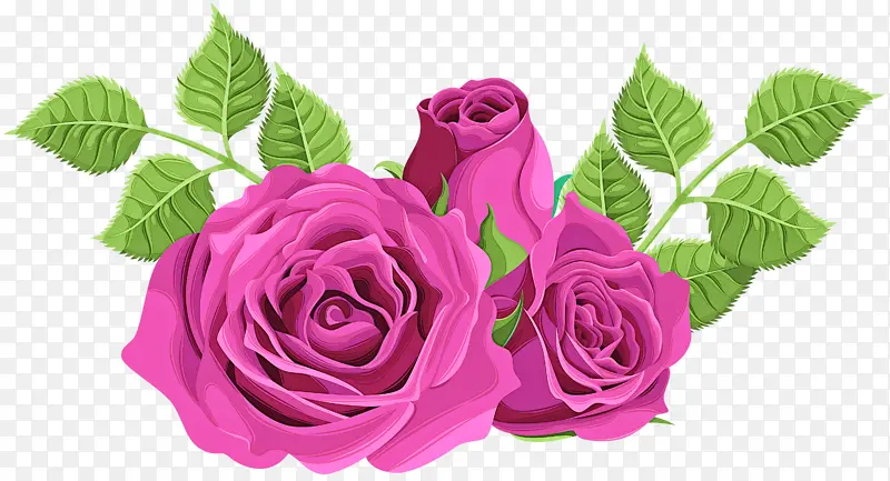 粉色 花朵 花园玫瑰