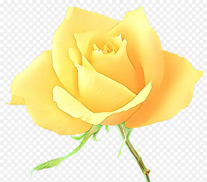 卡通 花园玫瑰 黄色