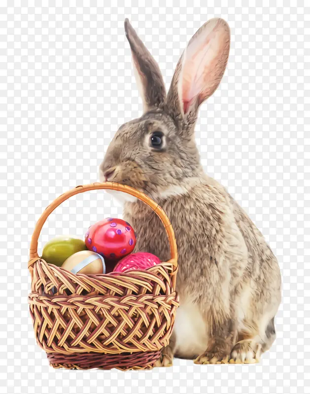 兔子 兔子和野兔 家养兔子