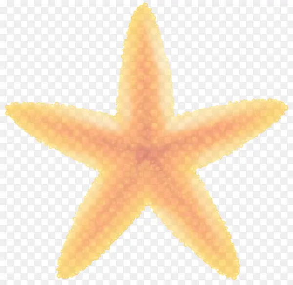 橙色 海星 黄色