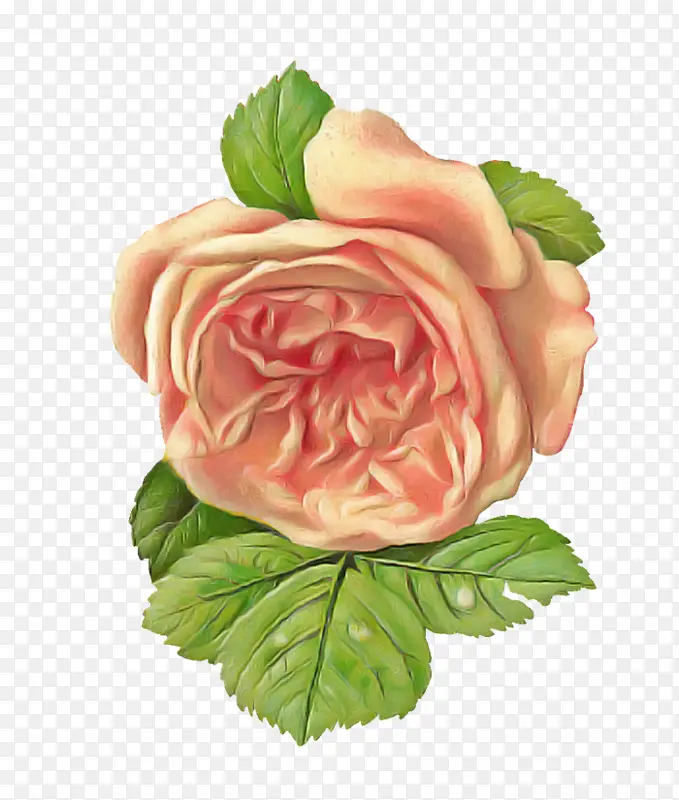花朵 花园玫瑰 粉色