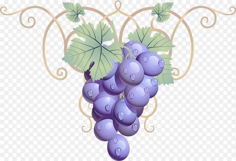 葡萄 葡萄叶 葡萄科