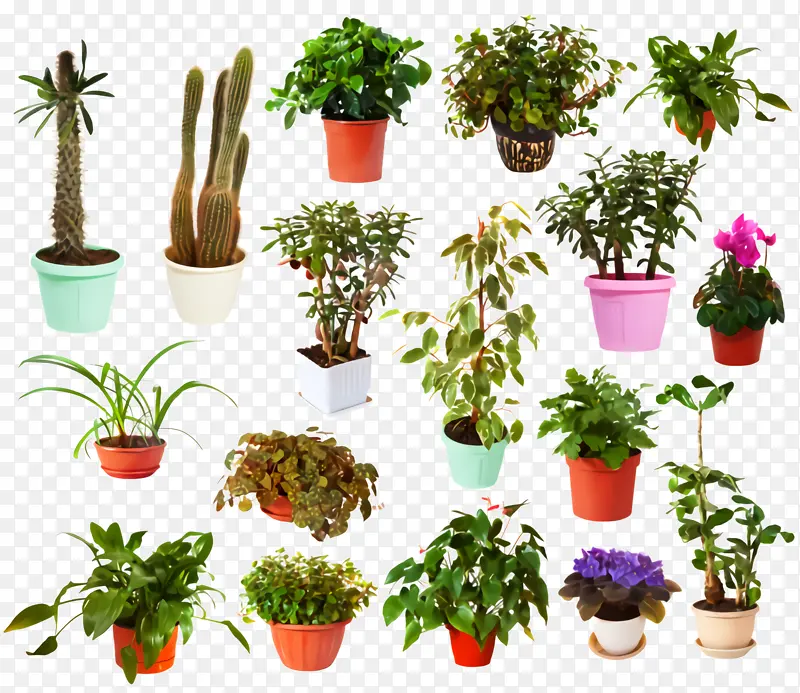 采购产品花盆 植物 室内植物
