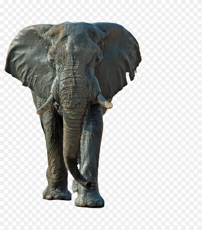 大象 大象和猛犸象 印度象