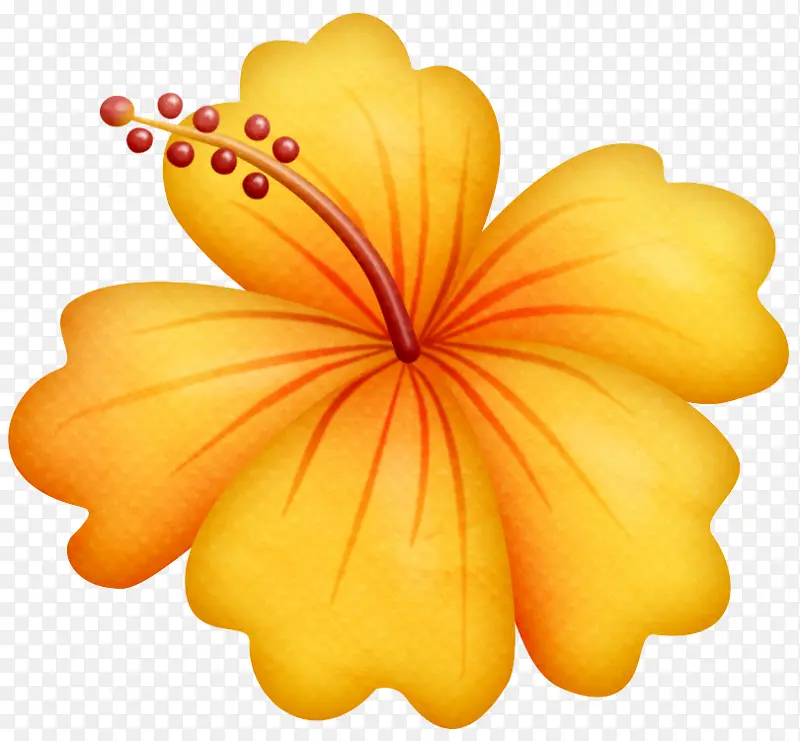 夏威夷木槿 木槿 黄色