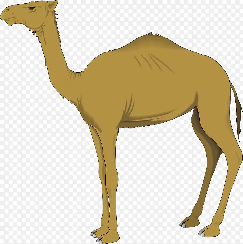 骆驼 阿拉伯骆驼 陆生动物