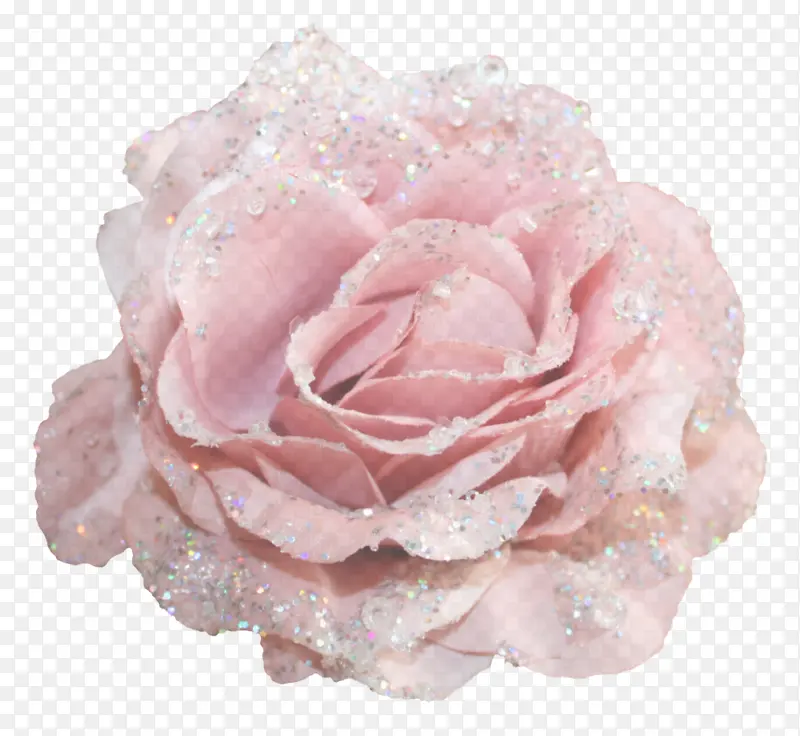 粉色 花园玫瑰 玫瑰