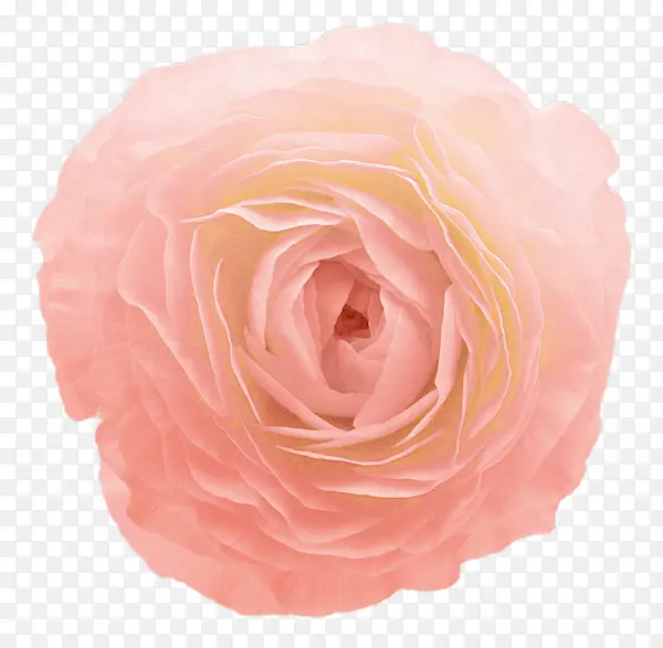 采购产品花园玫瑰 玫瑰 粉红色