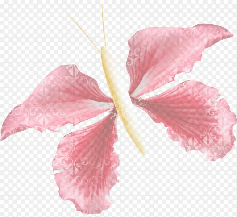 粉色 花瓣 夏威夷木槿
