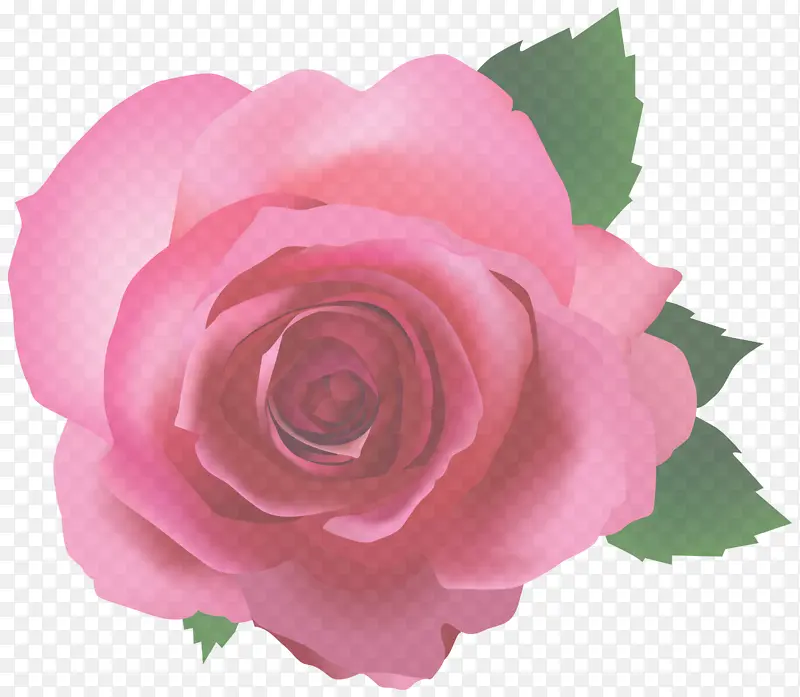 花园玫瑰 粉色 花朵