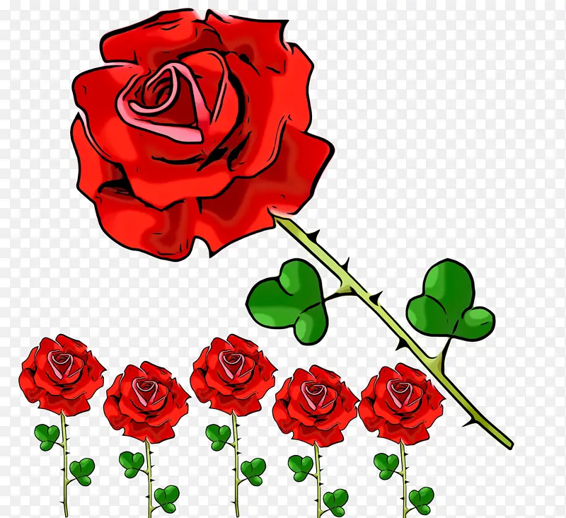 花园玫瑰 红色 玫瑰