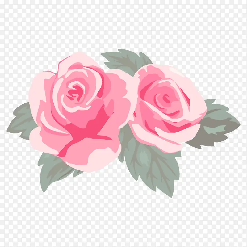 粉色 花园玫瑰 玫瑰