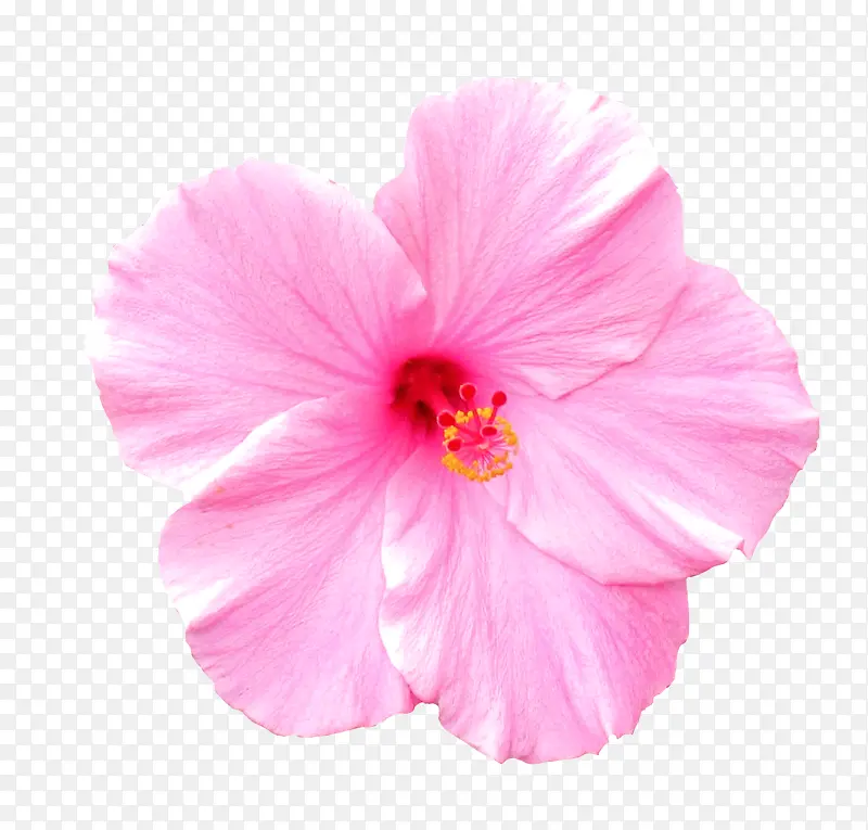 花瓣 粉色 夏威夷木槿