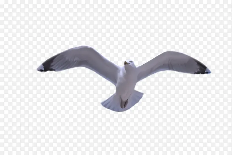 海鸥 海鸟 翅膀