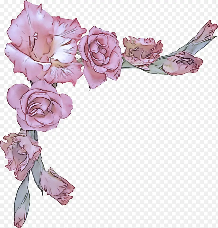 粉色 切花 花朵