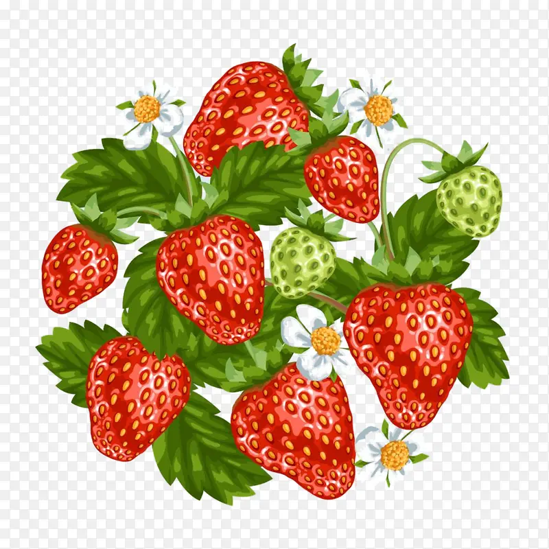 草莓 水果 浆果