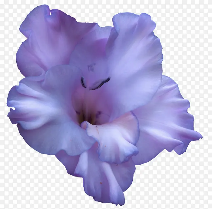 紫色 花瓣 花朵