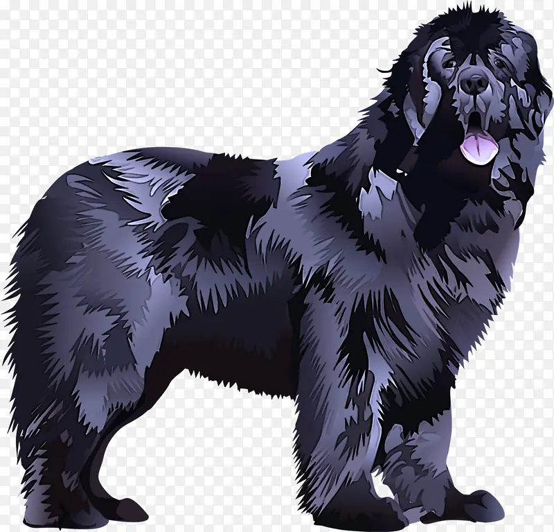 狗 纽芬兰 巨犬品种