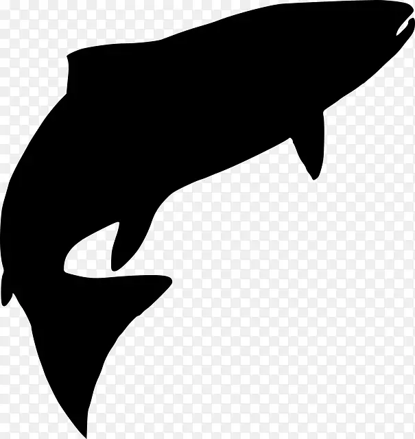 鳍 宽吻海豚 鲸目动物