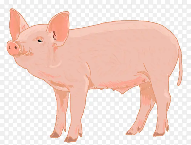粉红 猪科 动物形象