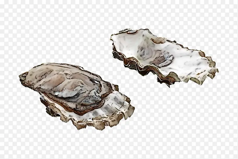 牡蛎 岩石 双壳类