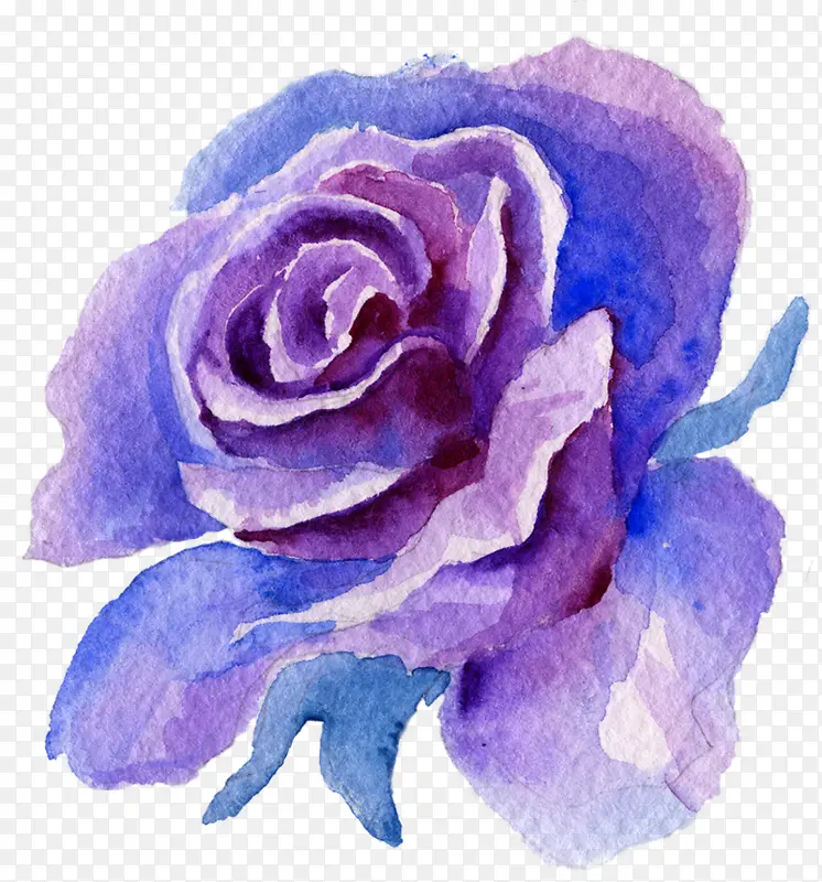 蓝玫瑰 玫瑰 花朵