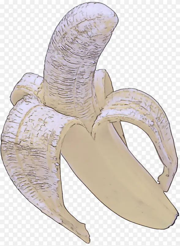 香蕉 香蕉科 植物