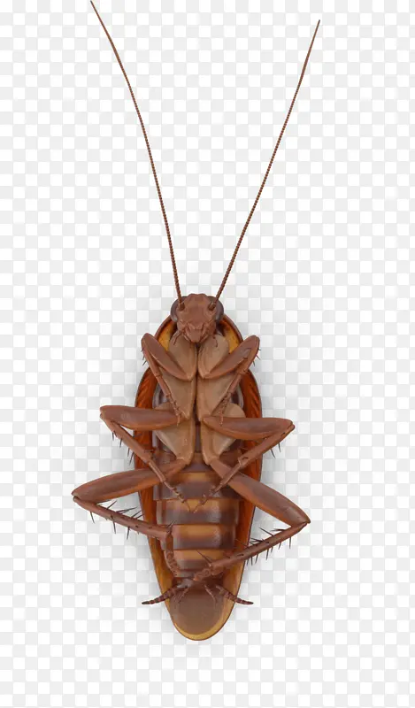 昆虫 棕色 蟑螂