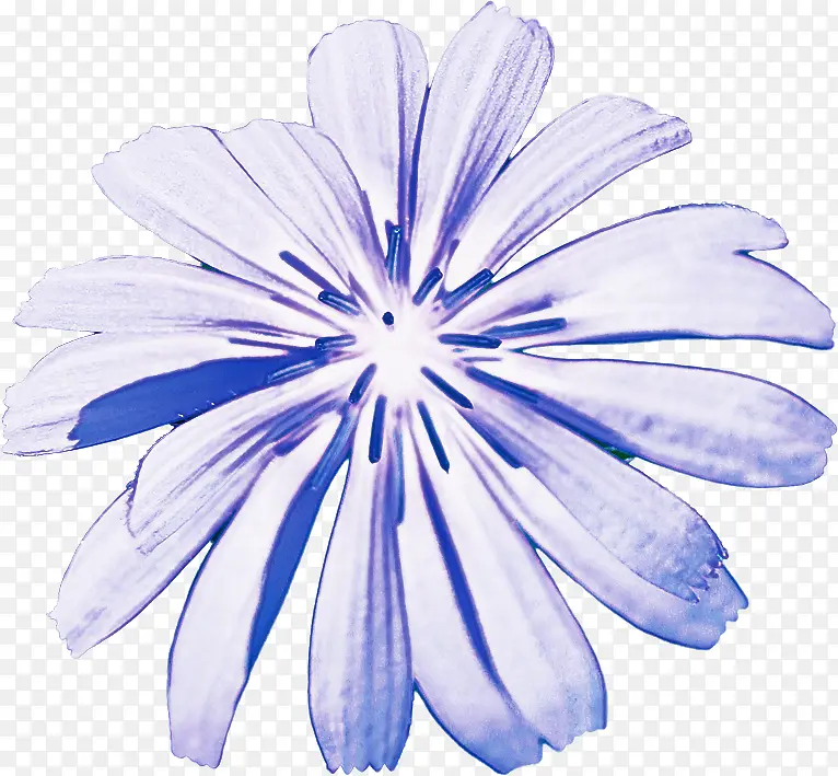 花瓣 蓝色 花