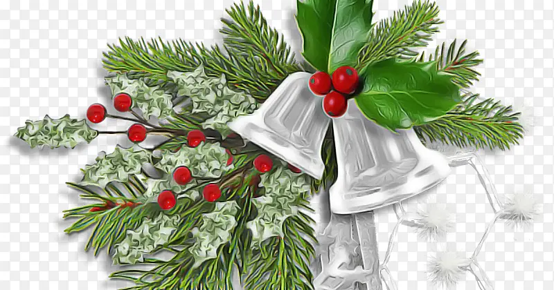 冬青树圣诞装饰植物树枝树叶圣诞前夜木本植物常绿科罗拉多云杉