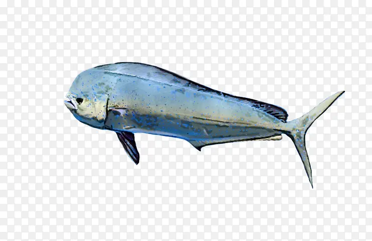 鱼 鲸目动物