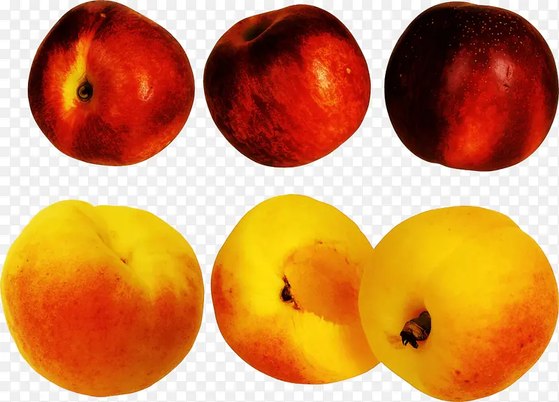 欧洲李子 水果 油桃