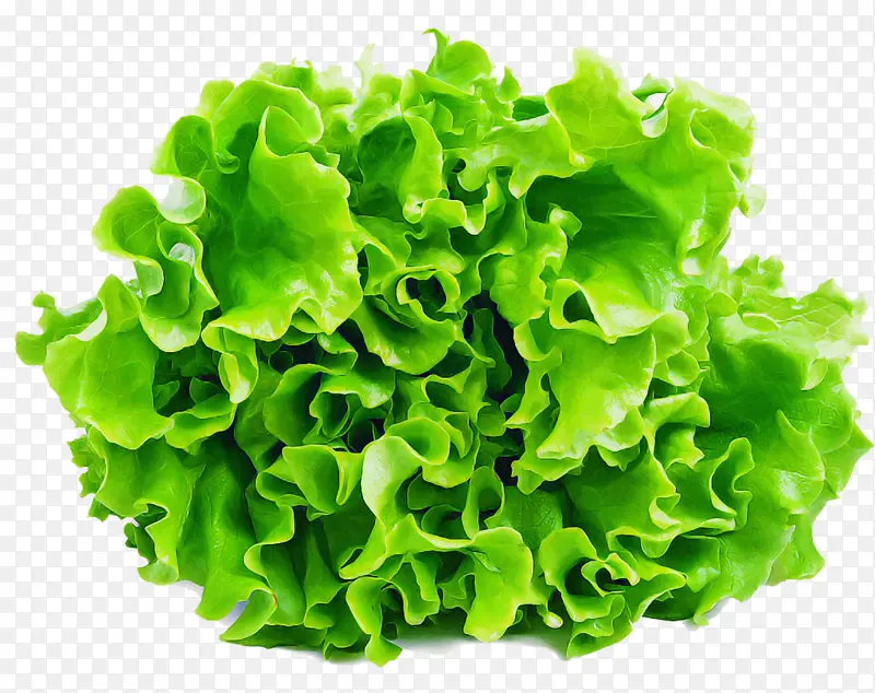 采购产品绿色 生菜 叶蔬菜
