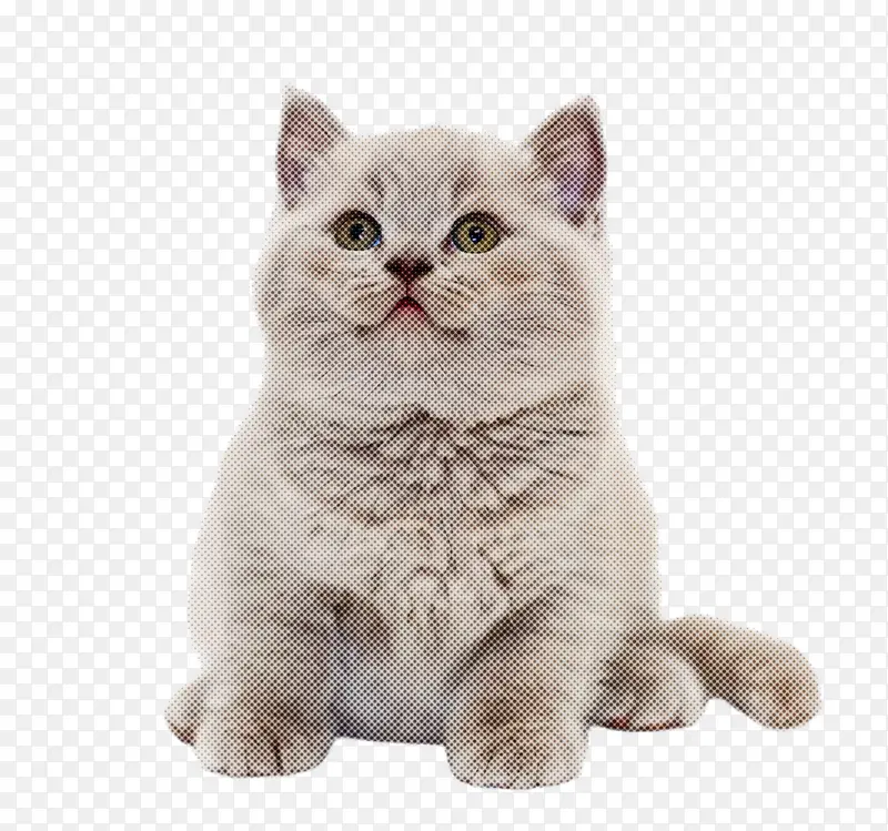 猫 中小型猫 英国短毛猫