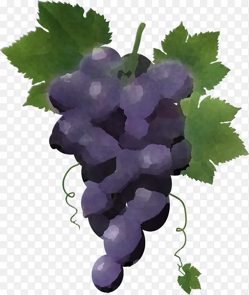 葡萄 葡萄叶 葡萄科