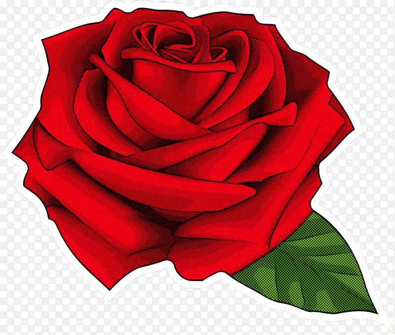 玫瑰 花园玫瑰 红色