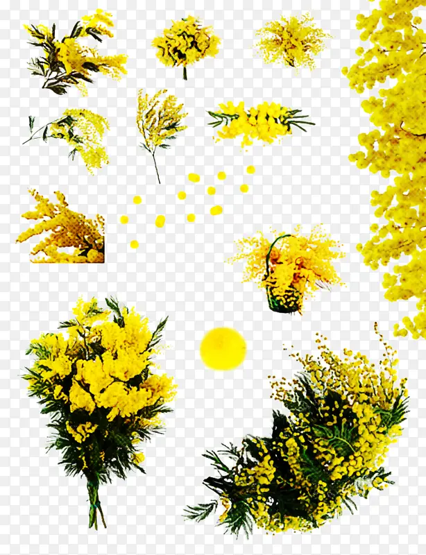 黄色 花 植物