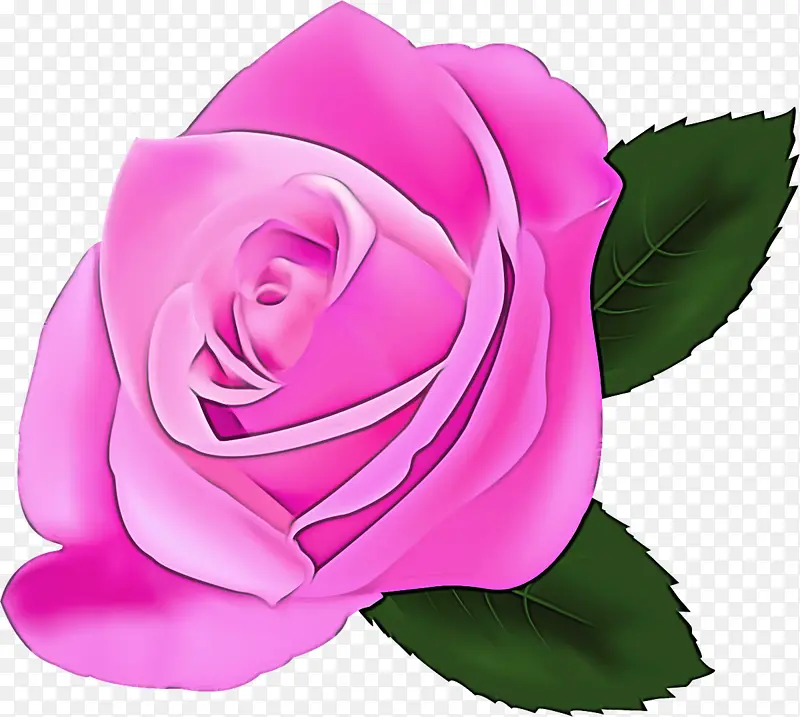 花园玫瑰 玫瑰 粉色