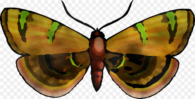 昆虫 蝴蝶 飞蛾和蝴蝶