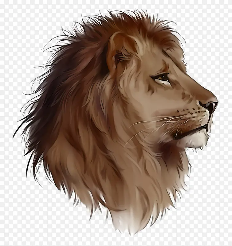 狮子 头发 马赛狮子