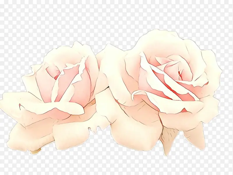 白色 粉色 玫瑰